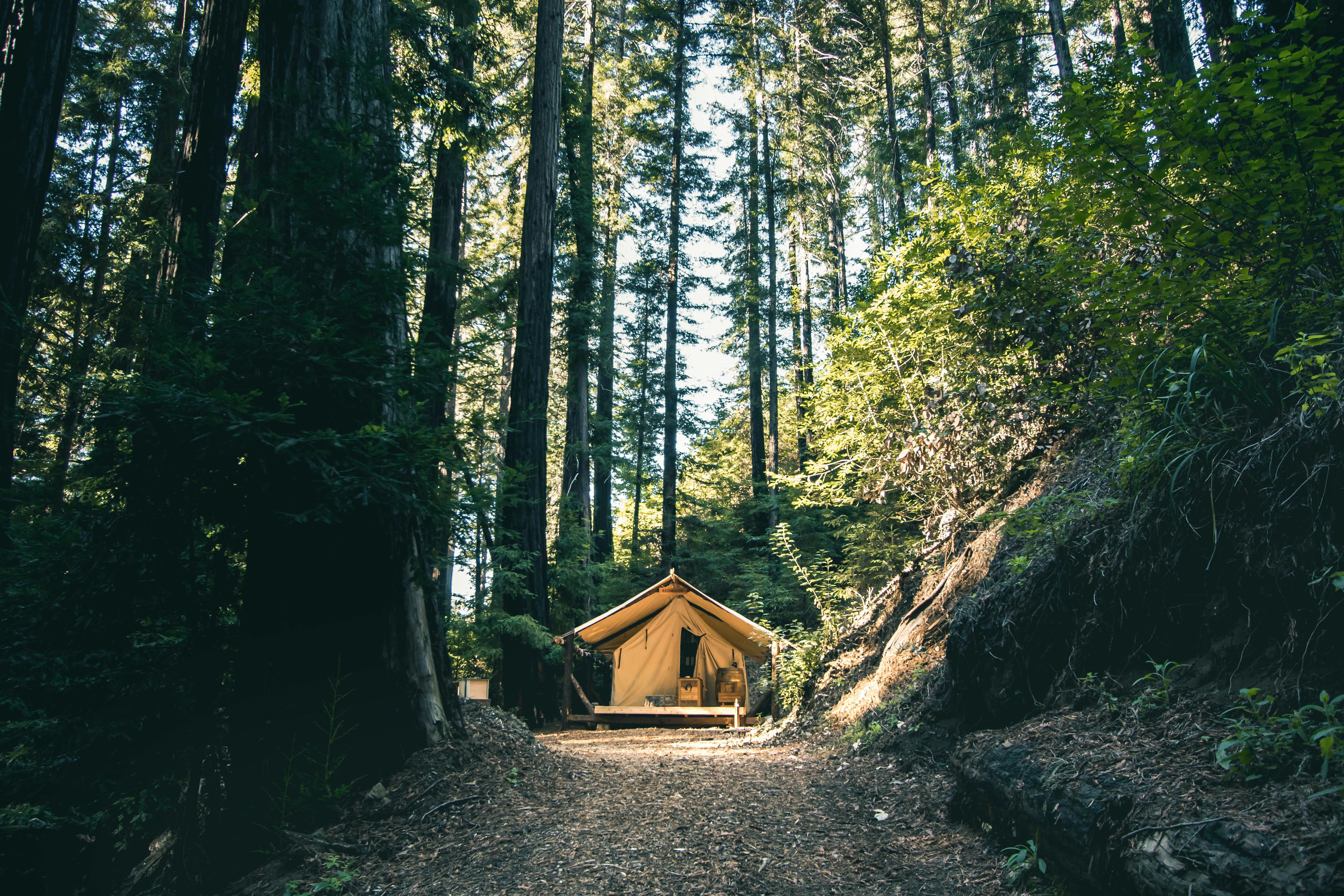 Cozy cabin in trees